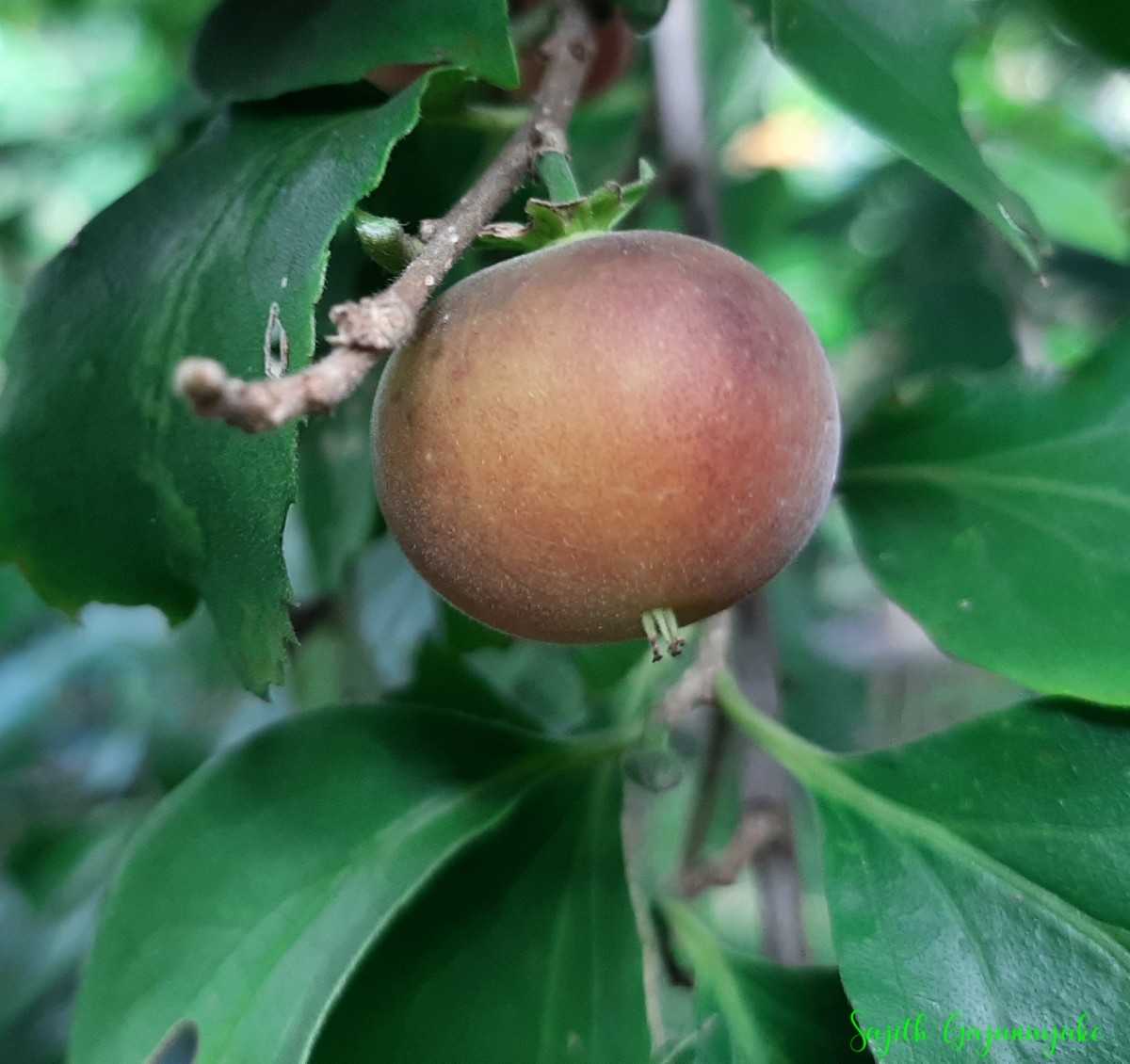 Dovyalis hebecarpa (Gardner) Warb.